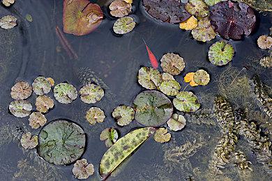 《零：濡鸦之巫女》Steam版更新 能用鼠标调视角了